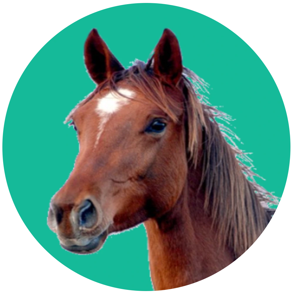 Equine