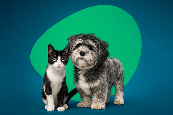 About Pet Drugs 2U