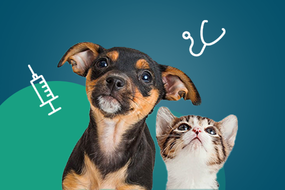 Pet Registration Image