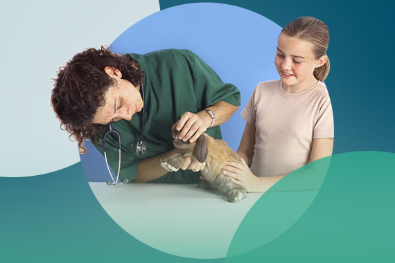 Pet Drugs 2U Terms and Conditions